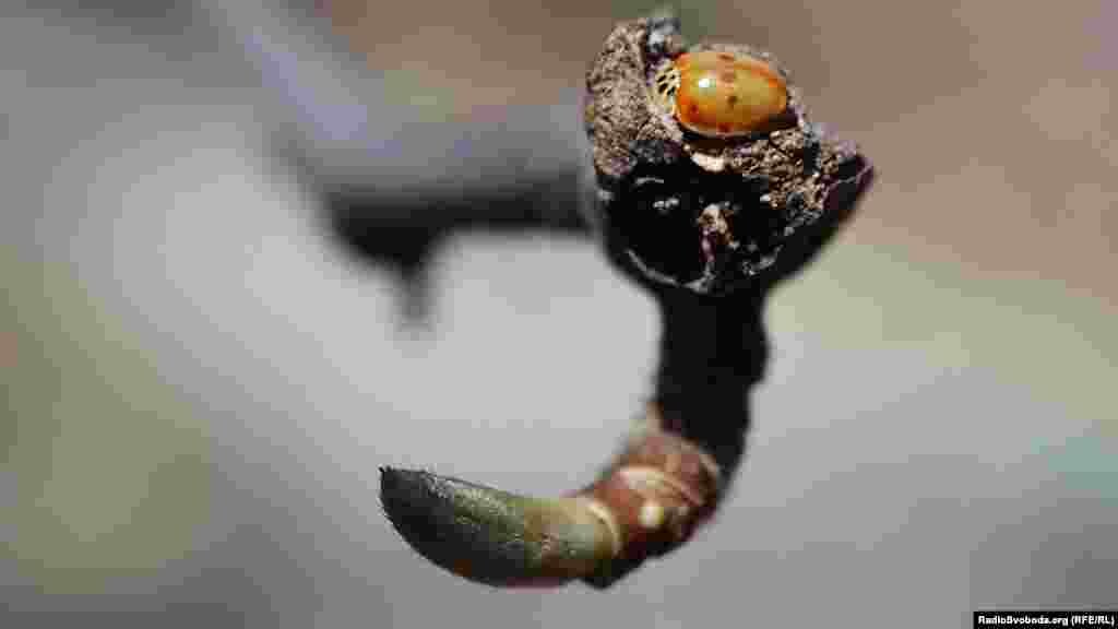 У київському Ботанічному саду імені академіка Фоміна магнолії готуються тішити око відвідувачів. 