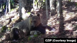 Mrki medvjed snimljen šumskom kamerom u Crnoj Gori