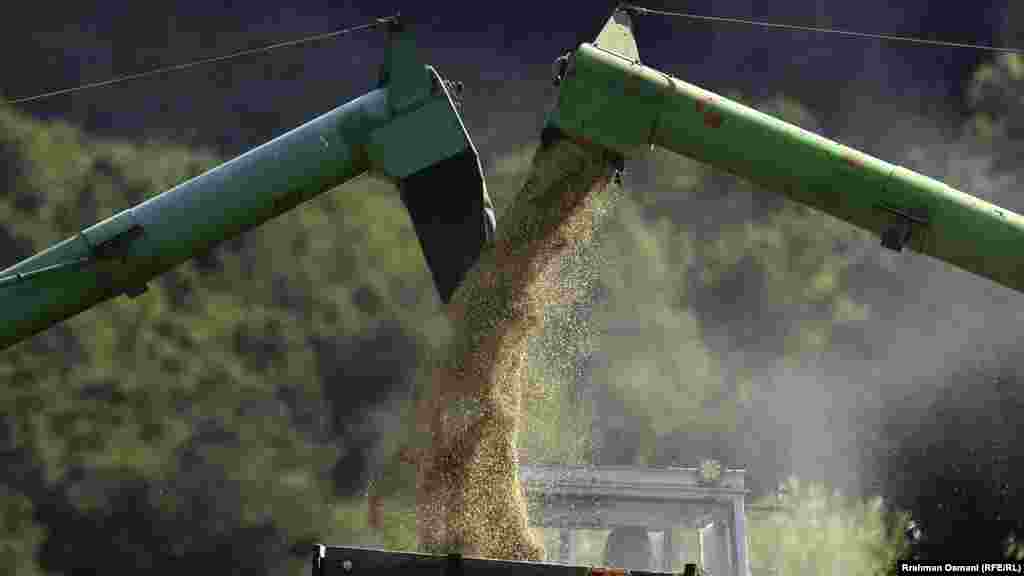 Osim niskih prinosa, pšenica požnjeta ove godine nema ni odgovarajući kvalitet za proizvodnju brašna, ističu iz Udruženja mlinara Kosova.