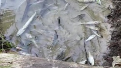 Мертвая рыба в реке Сейм. Видео: Helen Zhgir Мертвая рыба в реке Сейм. Видео: Helen Zhgir