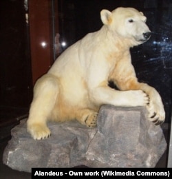 კნუტის ფიტული, 2013 წლის მარტი