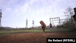 თაზო, ბახმარო და ცხენი განუყოფლები არიან.