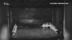 Августовский путч 1991 года Августовский путч 1991 года