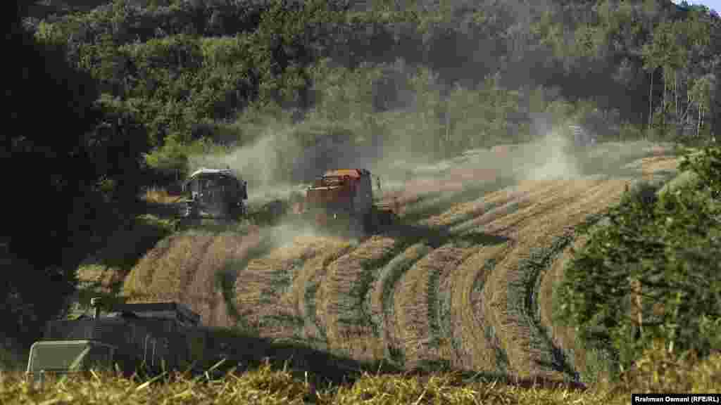 Kombajni na polju pšenice.