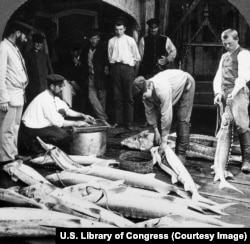 Ribari prerađuju ribu u mestu na Volgi.