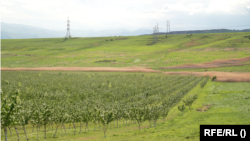 ნუშის ბაღი სოფელ კოდასთან. 2023 წლის მაისი.