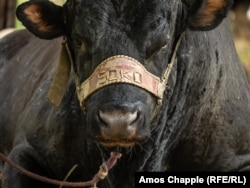 Bik po imenu Soko čeka početak borbe.