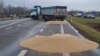 Українське зерно, розсипане учасниками блокування кордону з Україною. Польща, поблизу пункту пропуску «Дорогуськ-Ягодин». 11 лютого 2024 року