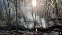 Утро 10 июня в Русско-Немецкой Швейцарии. Лучи солнца пробиваются сквозь дым.