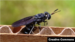 Ženka crne vojničke muhe polaže jaja na valoviti karton. Može li ovaj insekt, koji jede otpad, pomoći u saniranju problematičnog sistema upravljanja otpadom u Kazahstanu?