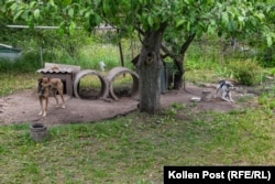 Dva psa gledaju preko Tetjaninog i Natašinog povrtnjaka u Kozača Lopanu, Ukrajina.