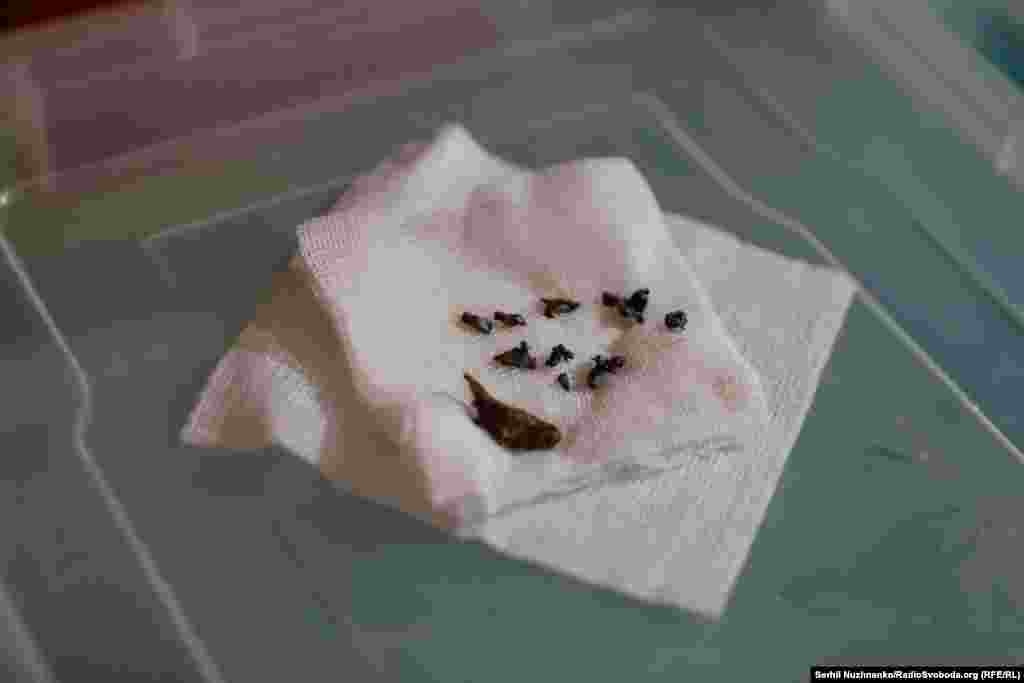 Осколки шрапнели, извлеченные из тела раненого солдата в госпитале под Авдеевкой, март 2024 года.