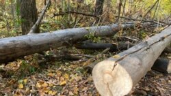 Ministar Joković i ćeranje drva Ministar Joković i ćeranje drva