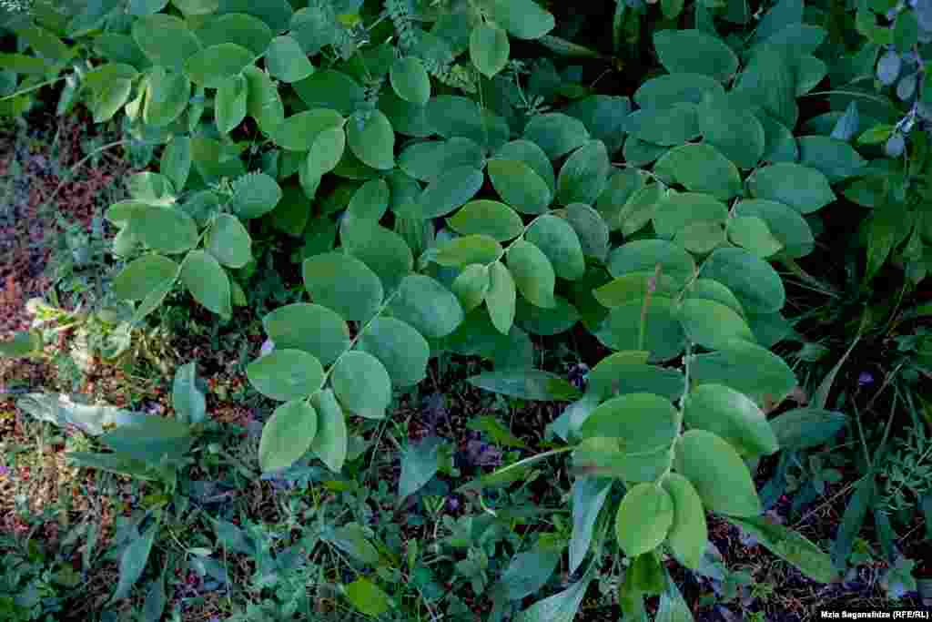 სვინტრი - გამოიყენება ხალხურ მედიცინაში. მასზე ხალხური ლექსიც არის: &bdquo;ჭინჭარი ჭირის ჭირია, სატაცური ბალღამია, სვინტრი მოდის, გაიძახის: მე ვარ ყველას წამალია!&ldquo;