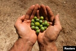 Maslinar u Španiji drži nedozrele masline, septembar 2023.