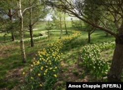 Narcisi u šumarku Dobroparka