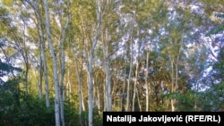 'Makova sedmica', šuma u blizini Subotice