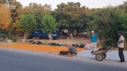 Хушҳолӣ ва ҳам шикоят аз ҳосили зиёди зардолу
 Хушҳолӣ ва ҳам шикоят аз ҳосили зиёди зардолу