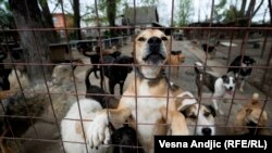 Azil Riska u Beogradu zbrinjava 250 pasa 