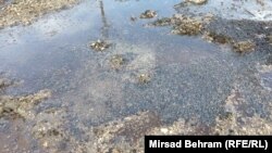 Pčele koje su uginule nalaze se pored ceste u blizini Mostara. Fotografija od 26. aprila 2024.
