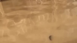 Вид из окна второго этажа, Уссурийск, 4 день после наводнения.MP4 Вид из окна второго этажа, Уссурийск, 4 день после наводнения.MP4