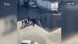 В России фиксируют рост ксенофобных настроений
 В России фиксируют рост ксенофобных настроений