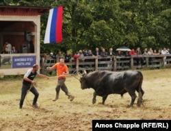Vlasnici pokušavaju da obuzdaju životinju nakon borbe.