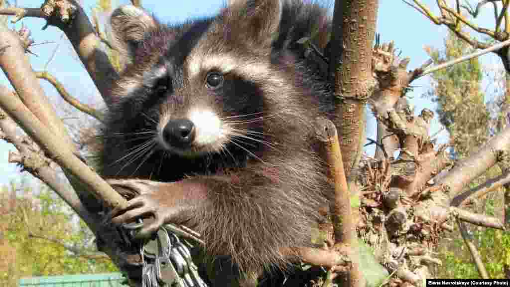 Енот Мишка - любимец посетителей и работников зоопарка. Он очень любил блестящие предметы, например, ключи, которые по возможности "воровал" у посетителей.