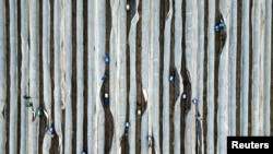 Pogled iz zraka prikazuje radnike iz Rumunije dok beru bele šparoge na polju u Schaepeu blizu Beelitza, Njemačka, 3. aprila 2024.