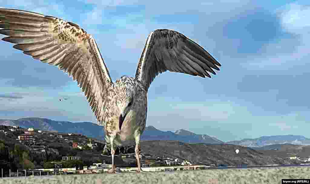 Чайка на парапете набережной «сушит» крылья