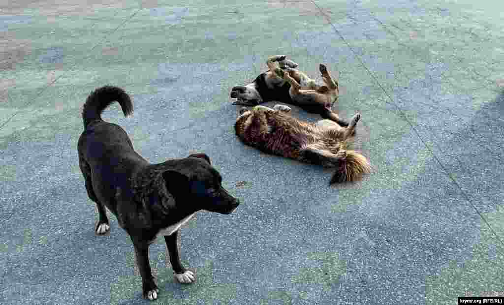 На набережной «отдыхают» бродячие собаки