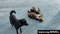 Бездомные собаки
