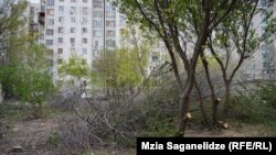 შემთხვევის ადგილი, მოჭრილი ხეები, ფოტო გადაღებულია 2023 წლის 6 აპრილს