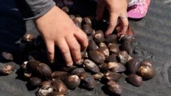 'Kada muškarci ne žele da se zaprljaju': Žene u potrazi za školjkama 'Kada muškarci ne žele da se zaprljaju': Žene u potrazi za školjkama