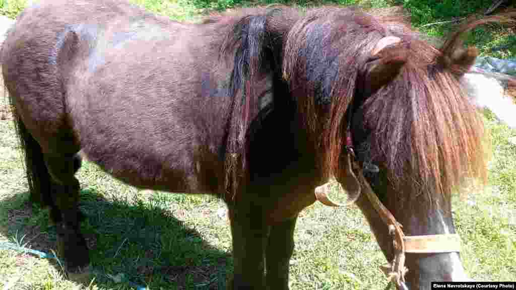Любимчик "Казковой дiбровы"  - шотлендский пони по кличке Малыш. Отрывок из книги хозяйки парка Елены Навроцкой "Казки Дiбровы": "Привезли мы эту маленькую лошадку из Аскании Новой в возрасте восьми месяцев. Я выбрала его среди других малышей, потому что он поразил меня своей неординарной внешностью. У Малыша глаза разного цвета: один глаз ярко голубой, а второй - карий. А ещё белая "звездочка" на лбу. Ну просто красавчик!"  