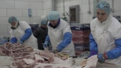 „De la furcă la farfurie”: Carne de porc produsă în R. Moldova cu tehnologii moderne