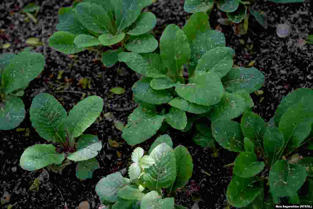 ფურისულა - ენდემური ყვავილი, საქართველოში მისი რამდენიმე სახეობა იზრდება, მათგან ნაწილი - აფხაზეთში. ბოტანიკურ ბაღში სწავლობენ მცენარის მახასიათებლებს. აქ მხოლოდ მისი სამკურნალო თვისებები არ იგულილსხმება, არამედ ისიც თუ როგორი აგებულება აქვს, როგორ იზრდება და რა სჭირდება გასახარებლად. &nbsp;