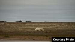 Остров Вилькицкого, 2020 год. Фотография сделана Кирилловым