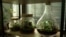 Terrariums - plants in jars - Podgorica, Montenegro - screenshot 02