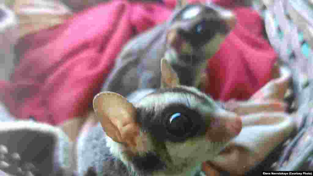 Белки-летяги. Отрывок из книги хозяйки парка Елены Навроцкой "Казки Дiбровы": "Мы привезли этих симпатяшек из разных мест:  мальчик Одя из Одессы, а девочка Дуся из Донецка. Мальчика можно узнать по лысине на голове. Нет, он совсем не старый дед, он ещё юноша. А на лысине у Оди находятся специальные железы, которые выделяют феромоны. Так он привлекает внимание своей очаровательной самочки. Дуся у нас просто красавица и модница. У неё на животике есть сумочка, в которую она будет прятать  своих детёнышей, когда станет мамой".