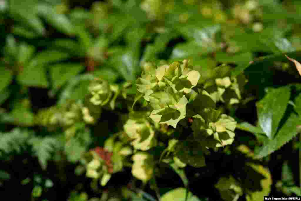 კავკასიური ხარიძირა - ესეც&nbsp; ორი სახისაა, კავკასიური და აფხაზური. კავკასიურ ხარისძირას ყვითელი ყვავილები აქვს და კავკასიის ენდემს წარმოადგენს.