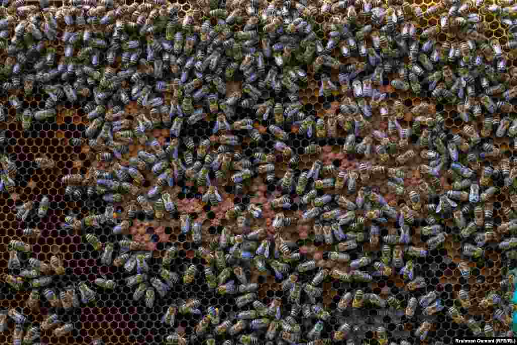 Za razliku od prethodnih godina, Koskoviku i ostali pčelari su se suočili sa brojnim problemima zbog kiše i niskih temperatura. Inače, pčele napuštaju košnice da se hrane samo kada su temperature više.