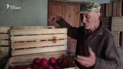 ტარიელ ცაბაძე ვაშლის მოსავალზე