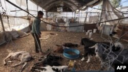 Dječak u prostoriji sa ubijenim životinjama u improviziranom kampu Al-Mawasi za raseljene osobe zapadno od Khan Yunisa, 10. marta 2024.