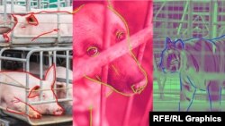 ცხოველები ჰუმანურ მოპყრობას რომ იმსახურებენ, ამაზე შეთანხმება გაცილებით მარტივი გამოდგა, ვიდრე მათ უფლებებზე.