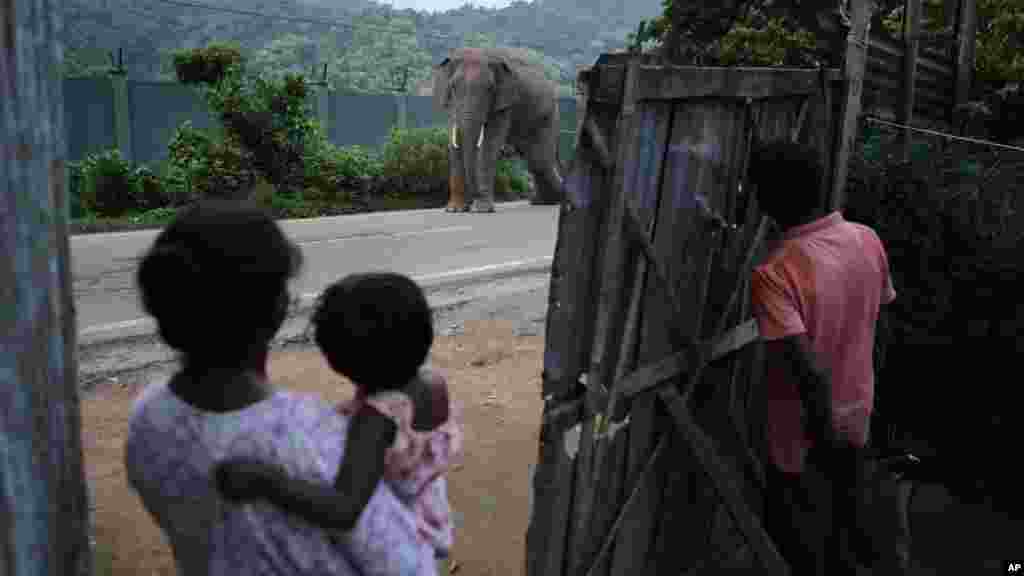 A falusiak élelemmel és vízzel látják el ezt a lábán megsérült hím elefántot, de gyakori látogatásai – legalább kétszer naponta – néha feltartják a forgalmat, és a helyiek kénytelenek elkergetni az állatot
