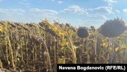 EU predviđa pad prinosa kukuruza, suncokreta i soje za oko osam do devet posto zbog vrućeg vremena širom kontinenta. 