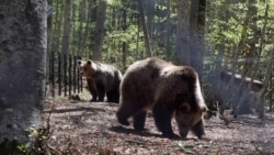 Novi život zlostavljanih medvjeda u Bugarskoj Novi život zlostavljanih medvjeda u Bugarskoj