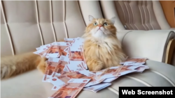 "მობილიზაციის" შემდეგ დაბრუნებული კატა პროპაგანდისტული ვიდეოდან