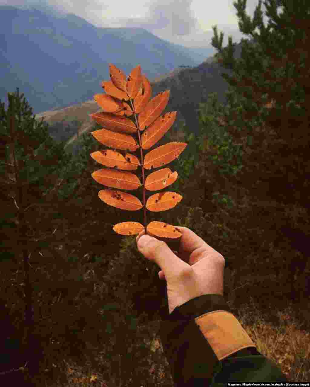 Шапиев говорит, что фотографировать дикую местность ему особенно нравится осенью.